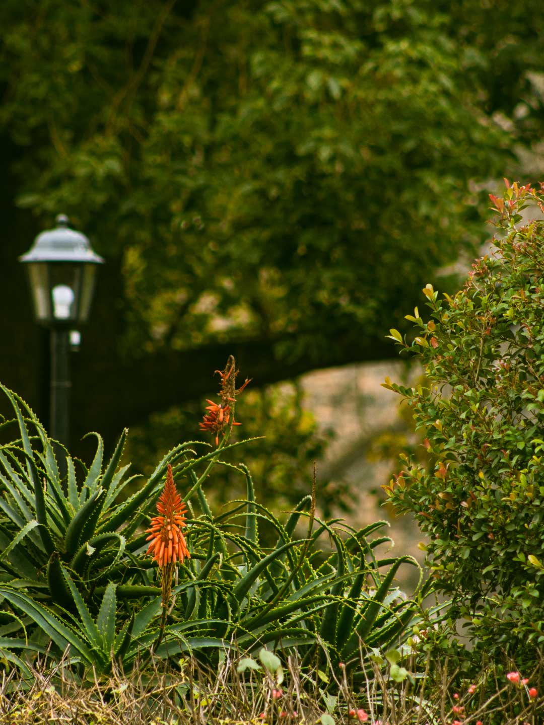 la-senalada-evento-restaurante-campo (16)